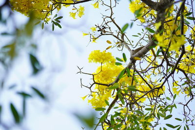 Low angle view of yellow flowering plant against sky