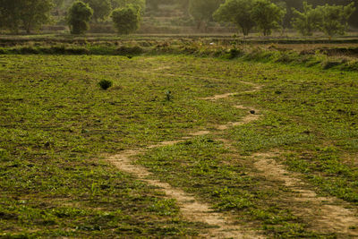 Scenic view of grassy field