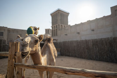 View of a horse in a building