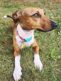 Dog on grassy field