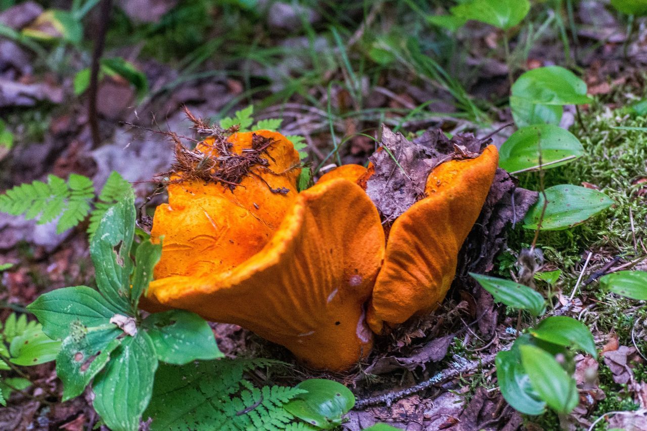 HIGH ANGLE VIEW OF ORANGE MUSHROOM ON FIELD