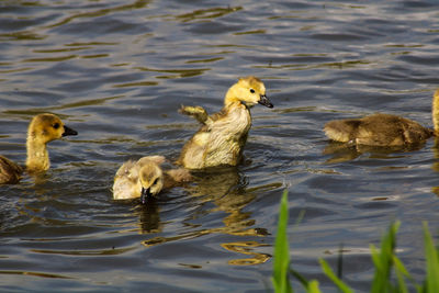 Goslings preening on the lake 