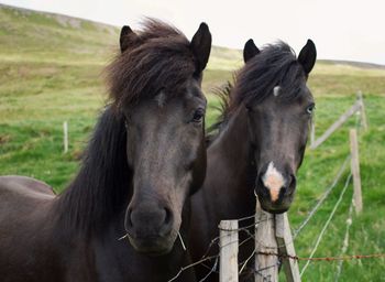 Close-up of horses on field against sky