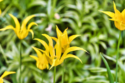 Close-up of yellow flowering plant in park