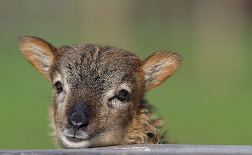 Close-up portrait of a rabbit