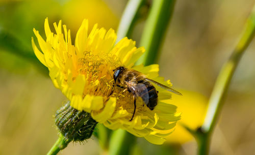 Close-up of bee pollinating on yellow flower