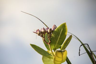 Close-up of insect on plant