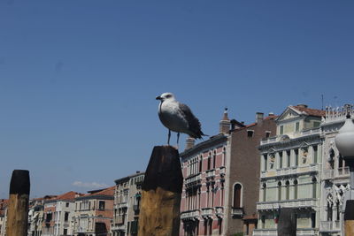 Low angle view of seagull perching on building against sky