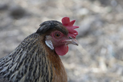 Close-up of rooster