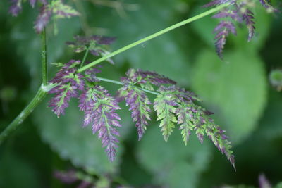 plant