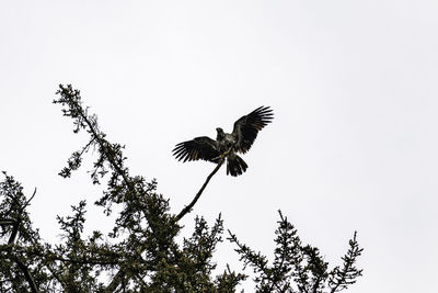 Low angle view of bird flying against sky