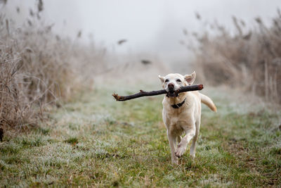 Dog running on field