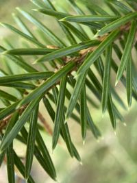 Close-up of fresh green plant