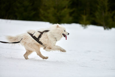 Dog running on snow covered land