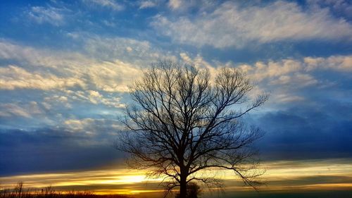 Silhouette bare tree against sky at sunset