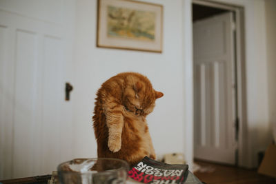 Cat looking away while sitting in a home