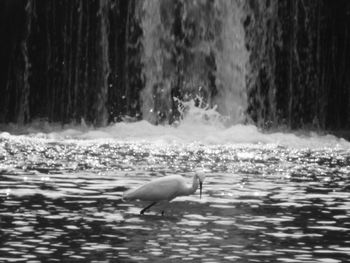 Swan swimming in lake