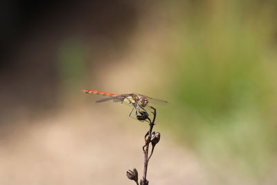 Close-up of insect on plant