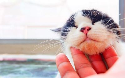 Close-up of hand holding cat