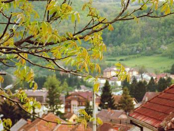 View of trees and building