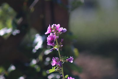 Close-up of pink flowering plant