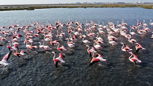 High angle view of birds in lake