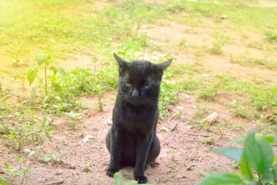 Portrait of cat sitting on field