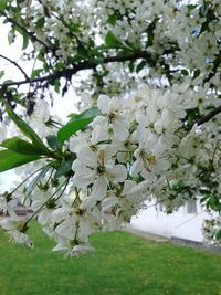 Close-up of flowers on branch