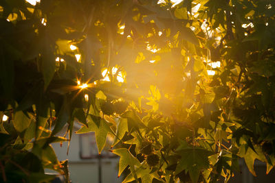Sunlight streaming through trees during autumn