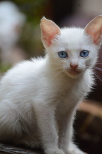 Close-up portrait of white cat
