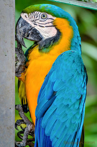 Close-up of a parrot