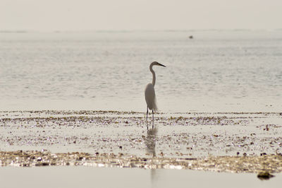 View of bird standing on beach