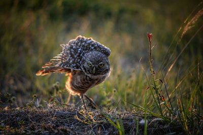 Portrait of burrowing owl on field