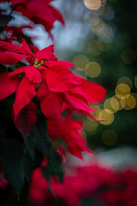 Close-up of red flowering plant