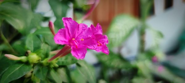 Close-up of pink flowering plant