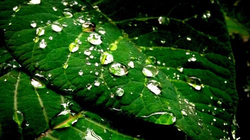 Close up of leaves