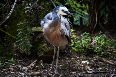 View of a bird in forest