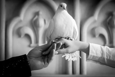 Bird perching on hands of couple