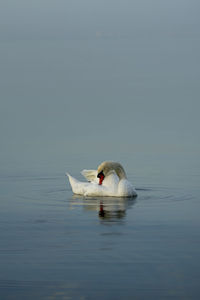 Swan swimming in a lake