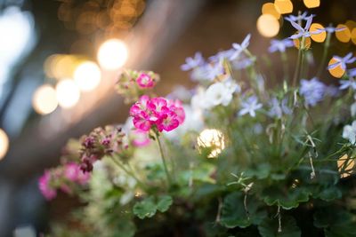 Close-up of flowers blooming outdoors