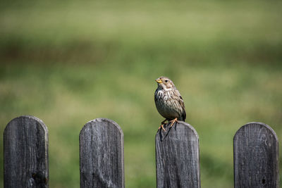 Bird perching on wooden post