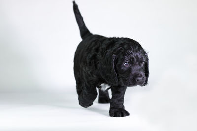 Close-up of black dog against white background