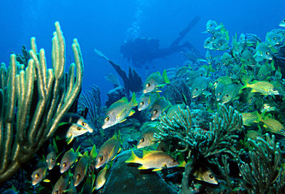 Fish swimming in sea