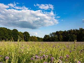 Scenic view of field against sky