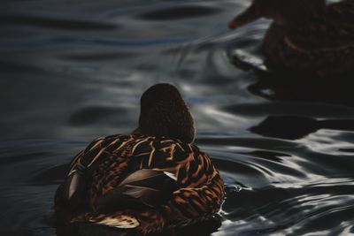 Rear view of duck swimming in lake