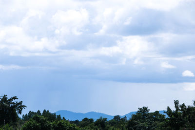 High section of trees against cloudy sky