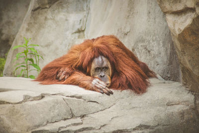 Portrait of orangutan lying on rock