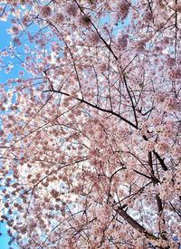 Low angle view of cherry blossoms