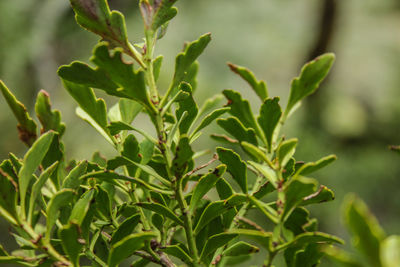 Close-up of fresh green plant