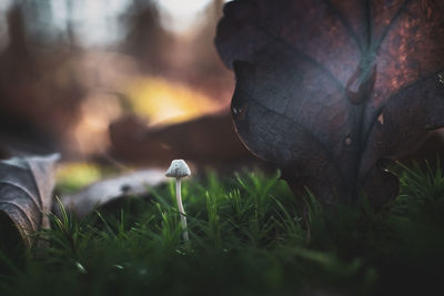 Macro shot of mushroom growing in the grass in a forest 